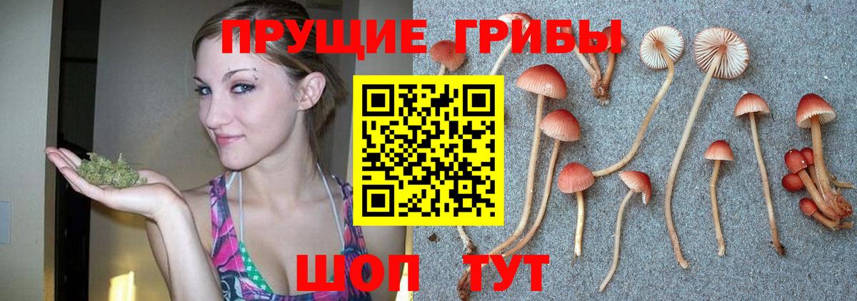 Псилоцибиновые грибы MAGIC MUSHROOMS  Вход с VPN  Черняховск 